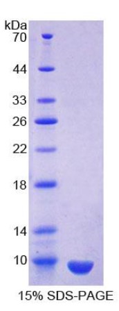 SDS-PAGE (SCGB1A1-7837H).jpg